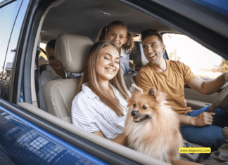 7 Essential Tips for Traveling With Your Furry Friend